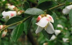 Mount Noko Camellia (Camellia Transnokoensis) - 3 Gallon Pot 21 Mount Noko Camellia (Camellia Transnokoensis) - 3 Gallon Pot -Plant Shop camellia transnokoensis 5