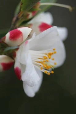 Mount Noko Camellia (Camellia Transnokoensis) - 3 Gallon Pot 17 Mount Noko Camellia (Camellia Transnokoensis) - 3 Gallon Pot -Plant Shop camellia transnokoensis 6