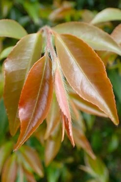 Mount Noko Camellia (Camellia Transnokoensis) - 3 Gallon Pot 20 Mount Noko Camellia (Camellia Transnokoensis) - 3 Gallon Pot -Plant Shop camellia transnokoensis 7