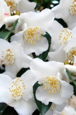 Mount Noko Camellia (Camellia Transnokoensis) - 3 Gallon Pot