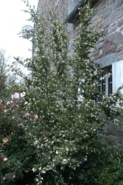 Mount Noko Camellia (Camellia Transnokoensis) - 3 Gallon Pot 19 Mount Noko Camellia (Camellia Transnokoensis) - 3 Gallon Pot -Plant Shop camellia transnokoensis 9