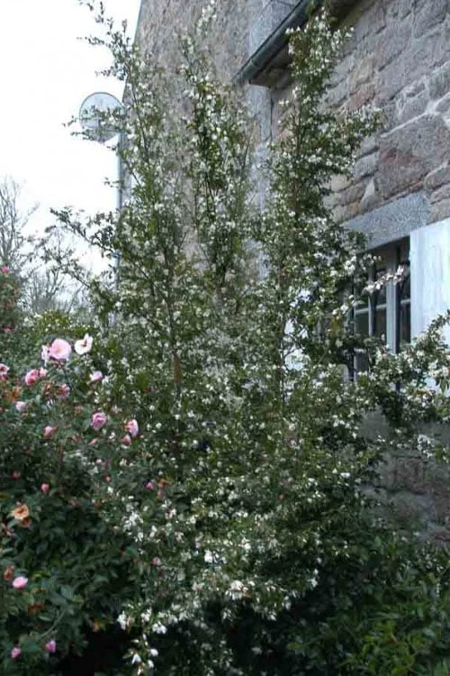 Mount Noko Camellia (Camellia Transnokoensis) - 3 Gallon Pot 10 Mount Noko Camellia (Camellia Transnokoensis) - 3 Gallon Pot - Image 8