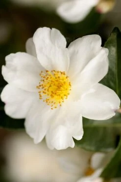 Winter's Cupid Camellia - 1 Gallon Pot -Plant Shop camellia winters cupid 2