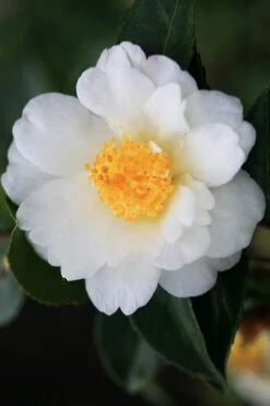 Winter's Cupid Camellia - 1 Gallon Pot -Plant Shop camellia winters cupid 4