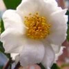 Winter's Cupid Camellia - 1 Gallon Pot -Plant Shop camellia winters cupid 5
