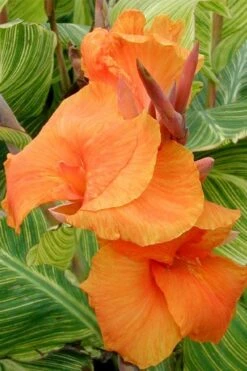 Bengal Tiger Canna Lily - 1 Gallon Pot -Plant Shop canna pretoria bengal tiger 1