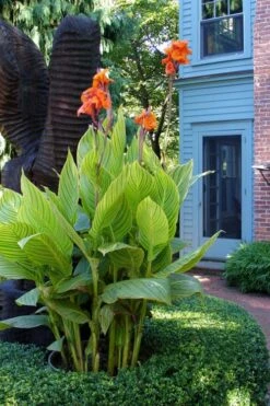 Bengal Tiger Canna Lily - 1 Gallon Pot -Plant Shop canna pretoria bengal tiger 2