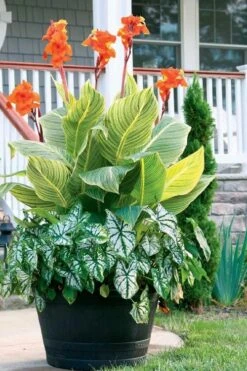 Bengal Tiger Canna Lily - 1 Gallon Pot -Plant Shop canna pretoria bengal tiger 4