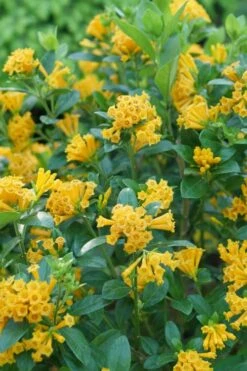 Juiced Orange Jessamine (Cestrum Corymbosum) - 1 Gallon Pot -Plant Shop cestrum juiced orange jessamine 1