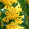 Juiced Orange Jessamine (Cestrum Corymbosum) - 1 Gallon Pot -Plant Shop cestrum juiced orange jessamine 2