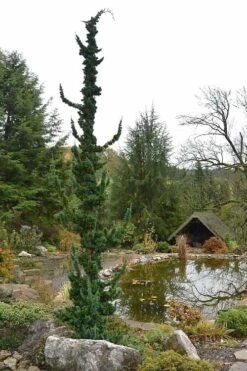 Wissel's Saguaro Lawson Cypress - 3 Gallon Pot -Plant Shop chamaecyparis lawsoniani wissels saguaro cypress 4