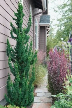 Wissel's Saguaro Lawson Cypress - 3 Gallon Pot -Plant Shop chamaecyparis lawsoniani wissels saguaro cypress 5