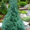 Blue Feathers Hinoki Cypress - 3 Gallon Pot