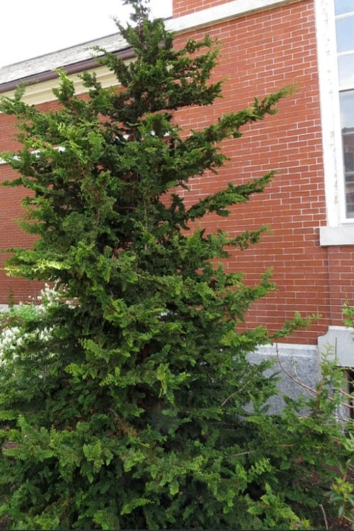 Fernspray Hinoki Cypress - 1 Gallon Pot 3 Fernspray Hinoki Cypress - 1 Gallon Pot