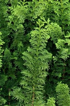 Fernspray Hinoki Cypress - 1 Gallon Pot 9 Fernspray Hinoki Cypress - 1 Gallon Pot -Plant Shop chamaecyparis obtusa filicoides fernspray hinoki cypress 2