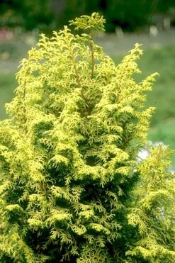 Spirited Golden Hinoki Cypress - 3 Gallon Pot -Plant Shop chamaecyparis obtusa spirited hinoki cypress 1 1