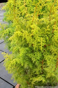 Spirited Golden Hinoki Cypress - 3 Gallon Pot -Plant Shop chamaecyparis obtusa spirited hinoki cypress 2 1