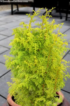Spirited Golden Hinoki Cypress - 1 Gallon Pot