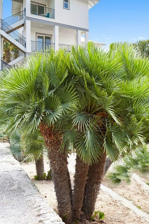European Fan Palm - 7 Gallon Pot 6 European Fan Palm - 7 Gallon Pot - Image 4