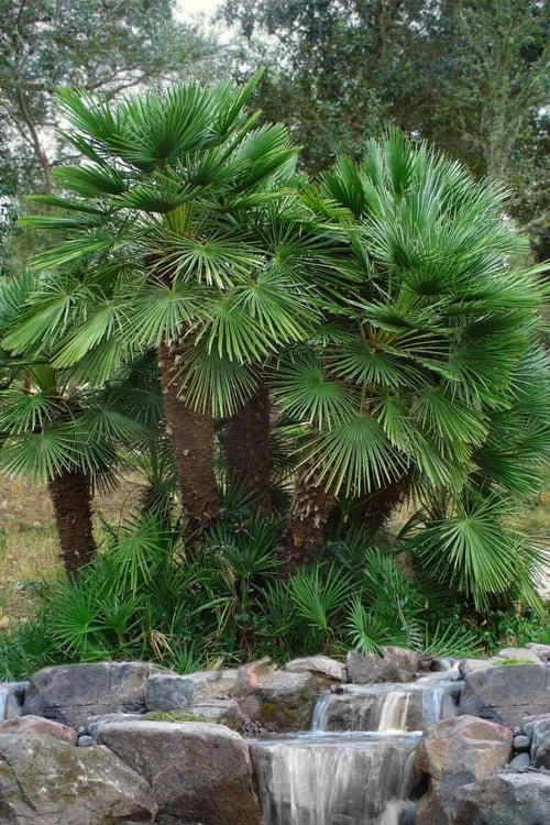 European Fan Palm - 7 Gallon Pot 7 European Fan Palm - 7 Gallon Pot - Image 5
