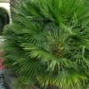 European Fan Palm - 7 Gallon Pot 1 European Fan Palm - 7 Gallon Pot -Plant Shop chamaerops humilis european fan palm 103