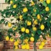 Meyer Lemon Tree (Citrus X Meyeri) - 5 Gallon Pot 2 Meyer Lemon Tree (Citrus X Meyeri) - 5 Gallon Pot -Plant Shop citrus meyeri meyer lemon tree 6