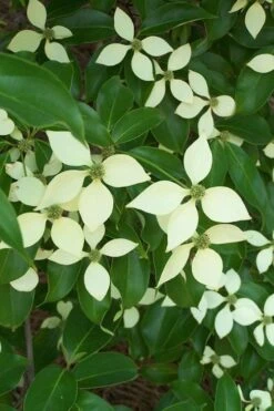 Bernice Evergreen Dogwood Tree (Cornus Angustata) - 2 Gallon Pot -Plant Shop cornus angustata bernice evergreen dogwood tree 2