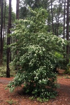 Bernice Evergreen Dogwood Tree (Cornus Angustata) - 2 Gallon Pot -Plant Shop cornus angustata bernice evergreen dogwood tree 4