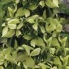 Lucky Leprechaun Dogwood Tree (Cornus Elliptica) - 1 Gallon Pot -Plant Shop cornus eliptica lecky leprechaun evergreen dogwood 1