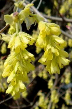 Golden Spring Winter Hazel (Corylopsis) - 1 Gallon Pot -Plant Shop corylopsis spicata golden spring winterhazel 18