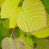 Golden Spring Winter Hazel (Corylopsis) - 1 Gallon Pot -Plant Shop corylopsis spicata golden spring winterhazel 19
