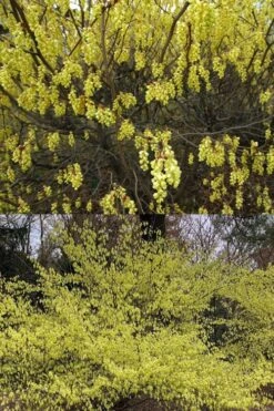 Golden Spring Winter Hazel (Corylopsis) - 1 Gallon Pot -Plant Shop corylopsis spicata golden spring winterhazel 2