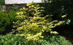 Golden Spring Winter Hazel (Corylopsis) - 1 Gallon Pot -Plant Shop corylopsis spicata golden spring winterhazel 6