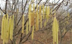 American Hazelnut (Filbert) - 3 Gallon Pot 15 American Hazelnut (Filbert) - 3 Gallon Pot -Plant Shop corylus american american hazelnut fall leaves 10 1