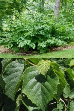 American Hazelnut (Filbert) - 3 Gallon Pot 14 American Hazelnut (Filbert) - 3 Gallon Pot -Plant Shop corylus american american hazelnut fall leaves 13 1