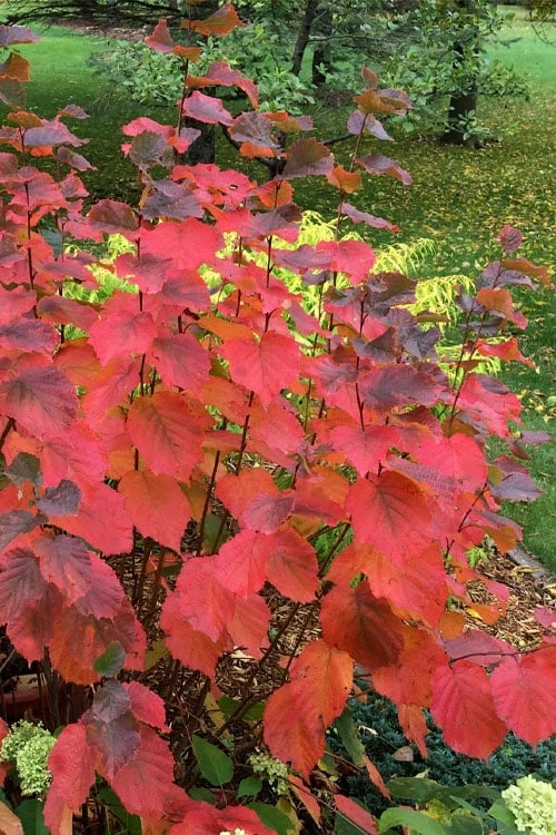 American Hazelnut Filbert (Corylus Americana) - 3 Pack Of 1.5 Quart Pots 3 American Hazelnut Filbert (Corylus Americana) - 3 Pack Of 1.5 Quart Pots