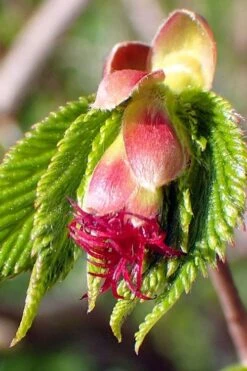 American Hazelnut Filbert (Corylus Americana) - 3 Pack Of 1.5 Quart Pots 16 American Hazelnut Filbert (Corylus Americana) - 3 Pack Of 1.5 Quart Pots -Plant Shop corylus american american hazelnut fall leaves 8
