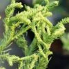 Spiraliter Falcata' Cryptomeria (Japanese Cedar) - 1 Gallon Pot -Plant Shop cryptomeria japonica spiraliter falcata 1