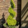 Goldcrest Monterey Lemon Cypress Spiral Topiary - 5 Gallon Pot -Plant Shop cypress goldcrest monterey spiral topiary 11