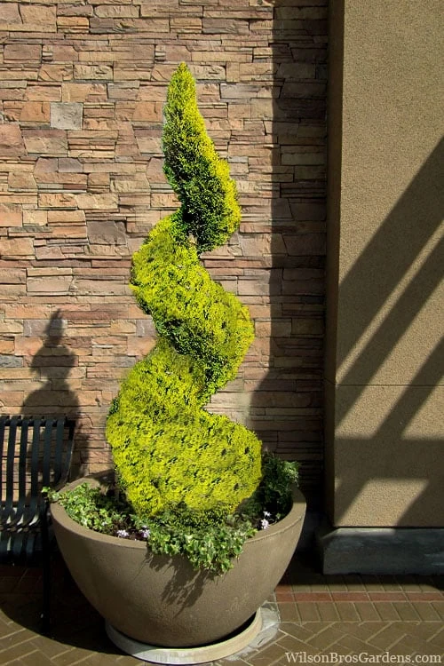 Goldcrest Monterey Lemon Cypress Spiral Topiary - 5 Gallon Pot 3 Goldcrest Monterey Lemon Cypress Spiral Topiary - 5 Gallon Pot