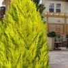 Goldcrest Monterey Lemon Cypress - 3 Gallon Pot -Plant Shop cypress monterey goldcrest lemon 13