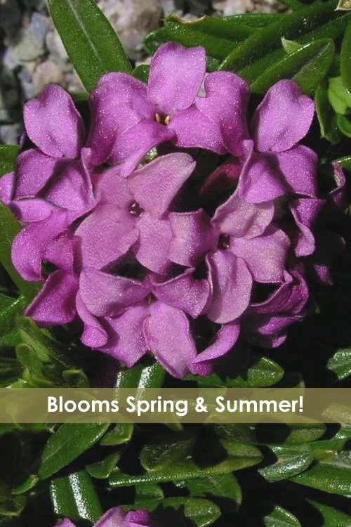 Lawrence Crocker Dwarf Daphne Tree (Standard Topiary) - 1 Gallon Pot 6 Lawrence Crocker Dwarf Daphne Tree (Standard Topiary) - 1 Gallon Pot - Image 5