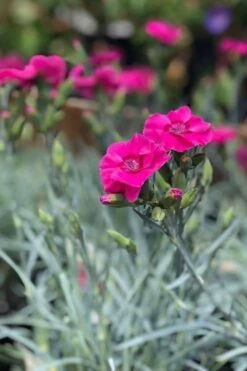Bumbleberry Pie Dianthus (Carnations) - 1 Gallon Pot -Plant Shop dianthus bumbleberry pie 3 500x750 1