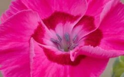 Bumbleberry Pie Dianthus (Carnations) - 1 Gallon Pot -Plant Shop dianthus bumbleberry pie 800x500 1