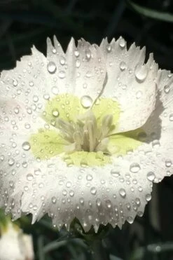 Key Lime Pie Dianthus - 1 Gallon Pot -Plant Shop dianthus key lime 2 500x750 1