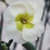 Key Lime Pie Dianthus - 1 Gallon Pot 1 Key Lime Pie Dianthus - 1 Gallon Pot -Plant Shop dianthus key lime pie 10