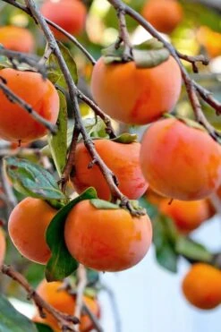 Fuyu Persimmon Tree - 3 Gallon Pot 17 Fuyu Persimmon Tree - 3 Gallon Pot -Plant Shop diospyros kaki fuyu persimmon tree 3
