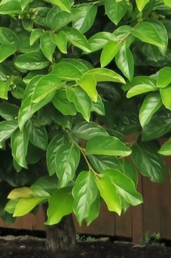 Fuyu Persimmon Tree - 3 Gallon Pot 15 Fuyu Persimmon Tree - 3 Gallon Pot -Plant Shop diospyros kaki fuyu persimmon tree 6