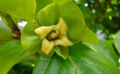 Fuyu Persimmon Tree - 3 Gallon Pot 16 Fuyu Persimmon Tree - 3 Gallon Pot -Plant Shop diospyros kaki fuyu persimmon tree 9