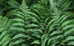 Champions Wood Fern (Dryopteris Championii) - 1 Gallon Pot 12 Champions Wood Fern (Dryopteris Championii) - 1 Gallon Pot -Plant Shop dryopteris championii champions wood fern 2 1